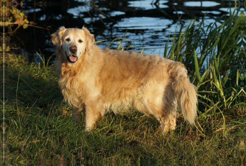 Golden Retriever am Ufer