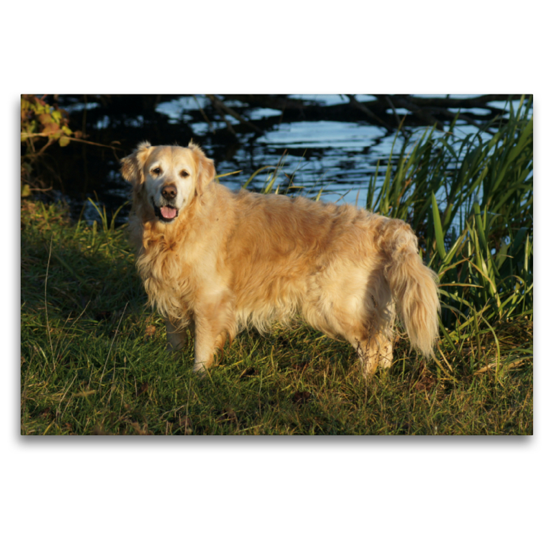 Golden Retriever am Ufer