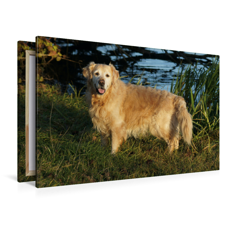 Golden Retriever am Ufer