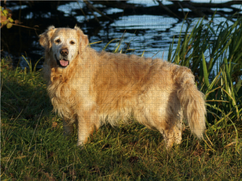 Golden Retriever am Ufer