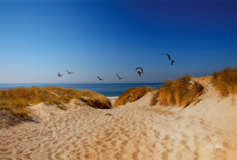 Dünen an der Nordsee