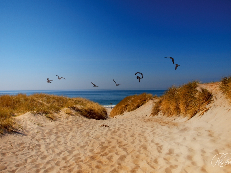 Dünen an der Nordsee