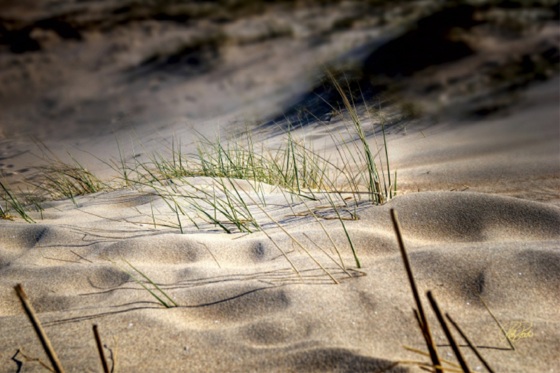 Nordsee-Dünen