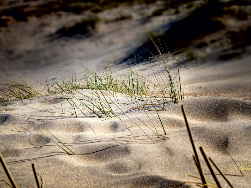 Nordsee-Dünen