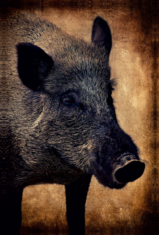 Wildschwein