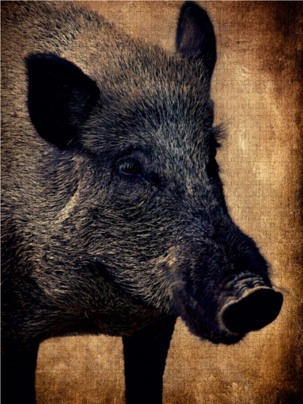 Wildschwein