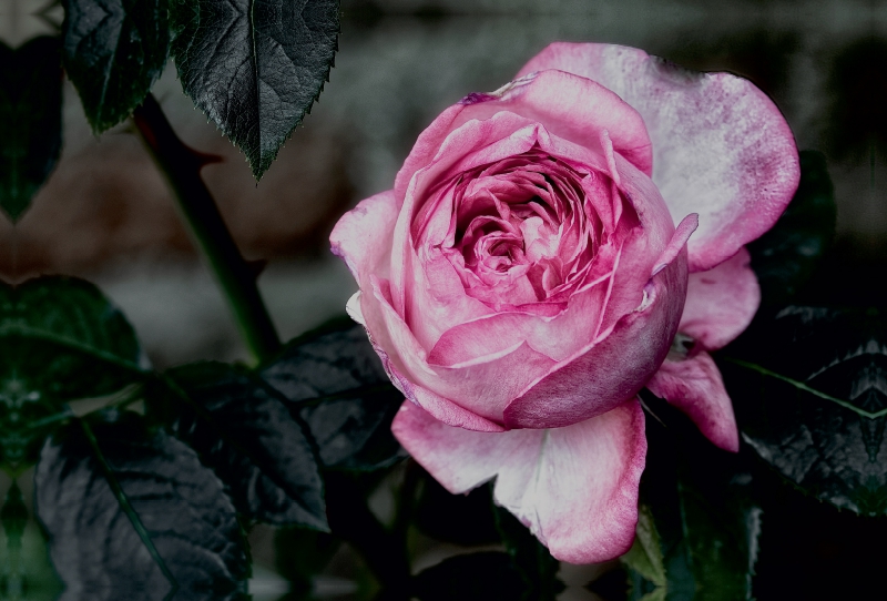 Strauchrose La Rose de Molinard - Delbard 2008