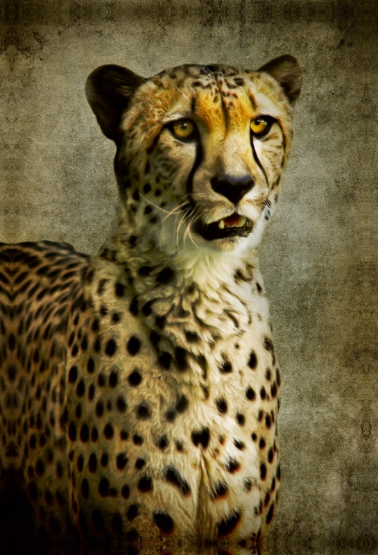 Gepard