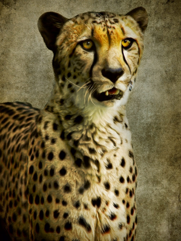 Gepard