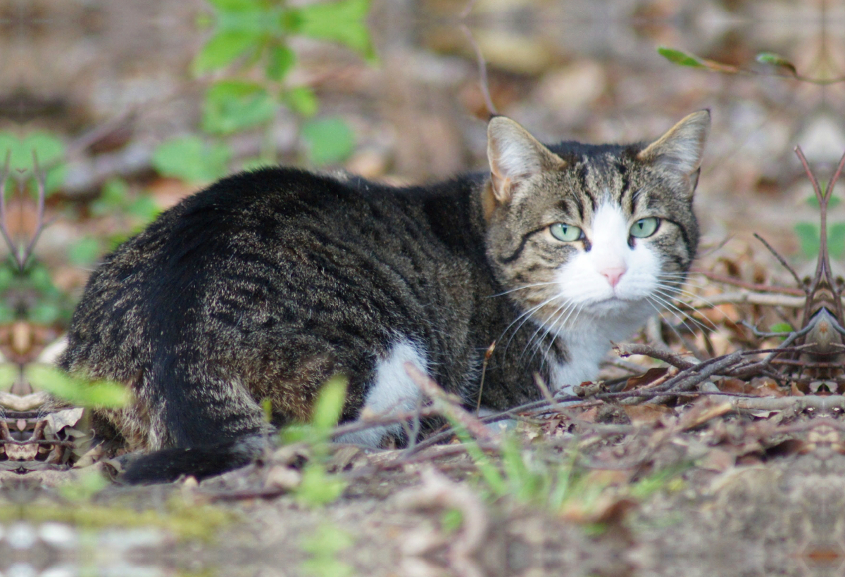 Hauskatze am Waldrand