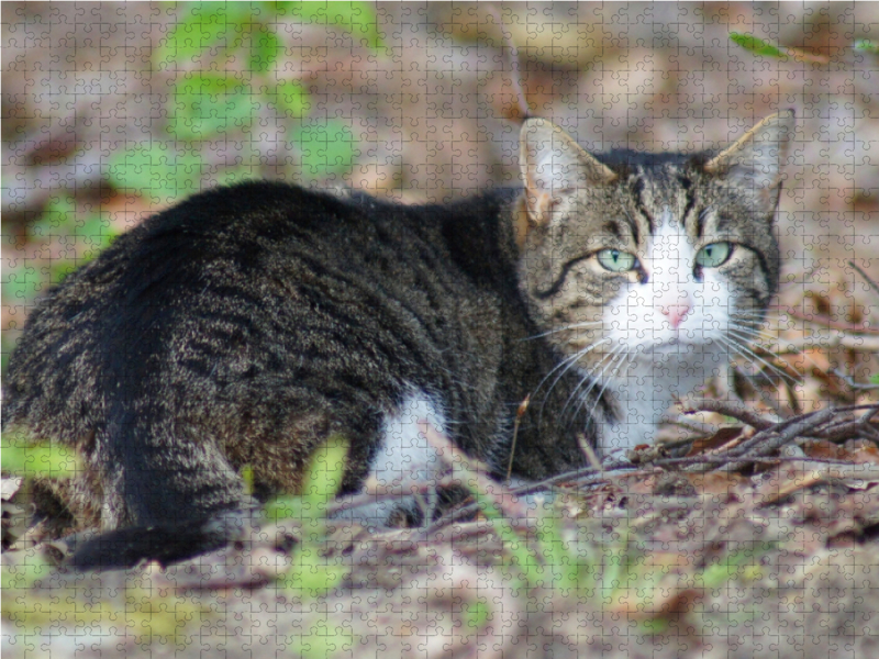 Hauskatze am Waldrand