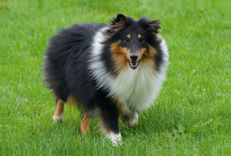 Langhaar Collie auf der Wiese