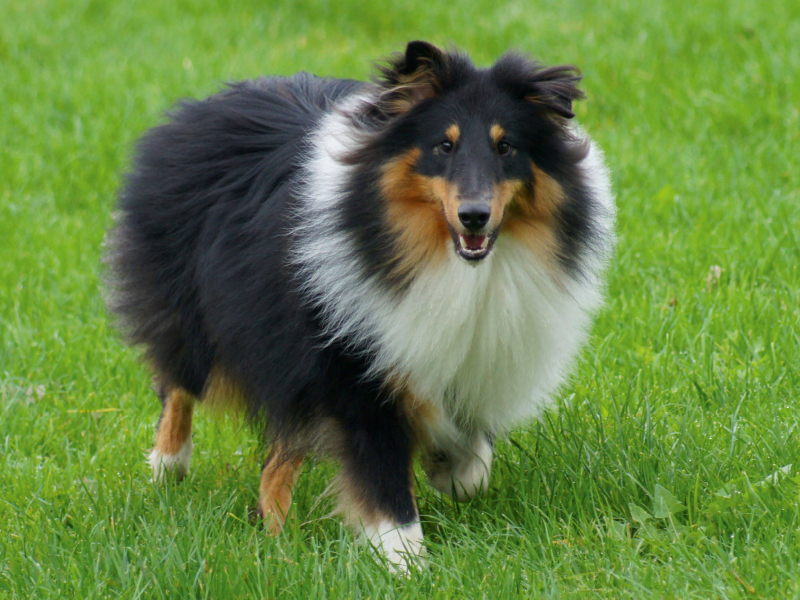 Langhaar Collie auf der Wiese