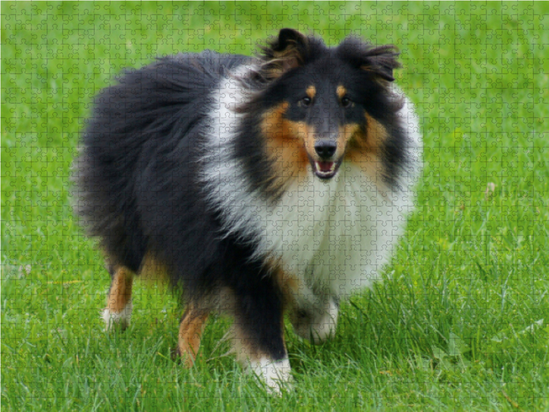 Langhaar Collie auf der Wiese