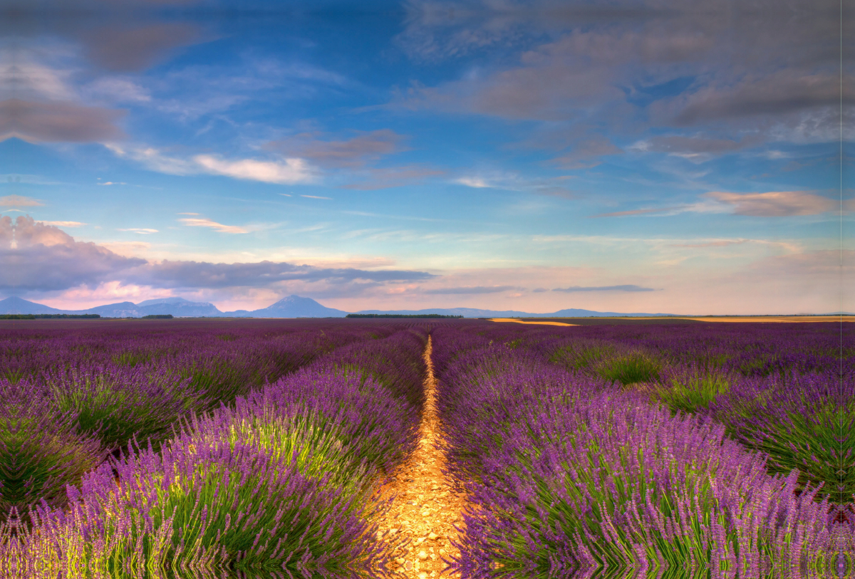 Lavendelfelder auf dem Valensole Plateau