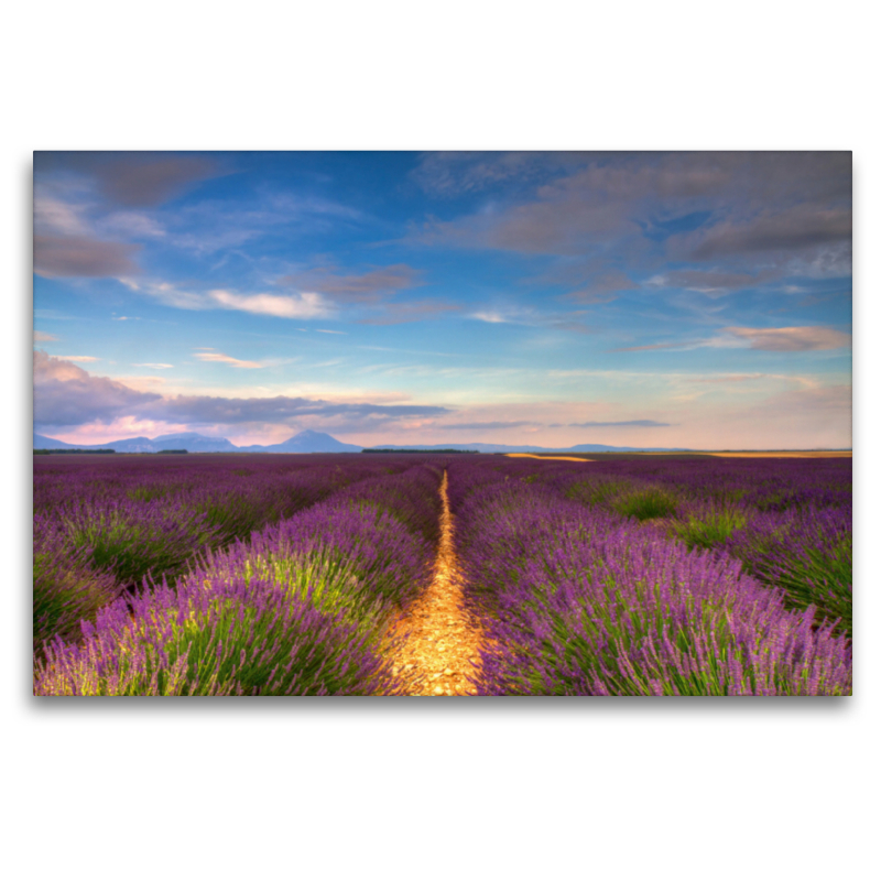 Lavendelfelder auf dem Valensole Plateau