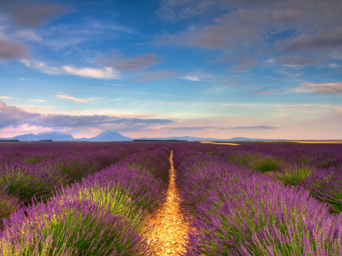 Lavendelfelder auf dem Valensole Plateau