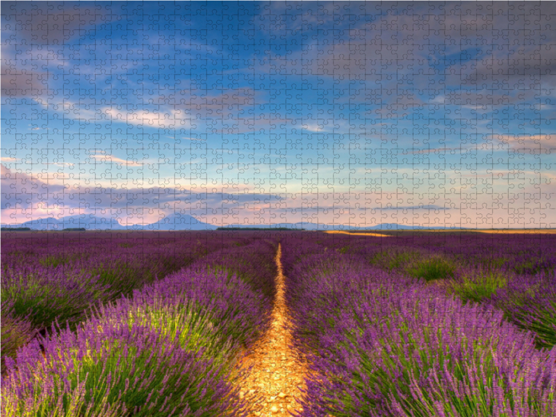 Lavendelfelder auf dem Valensole Plateau