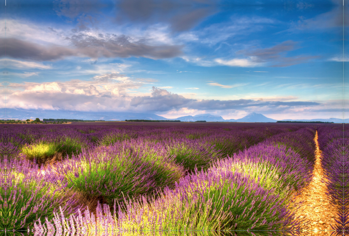 Lavendelfelder auf dem Valensole Plateau im Sommer