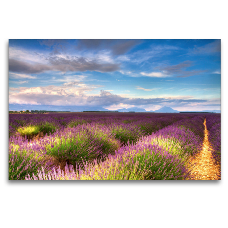 Lavendelfelder auf dem Valensole Plateau im Sommer