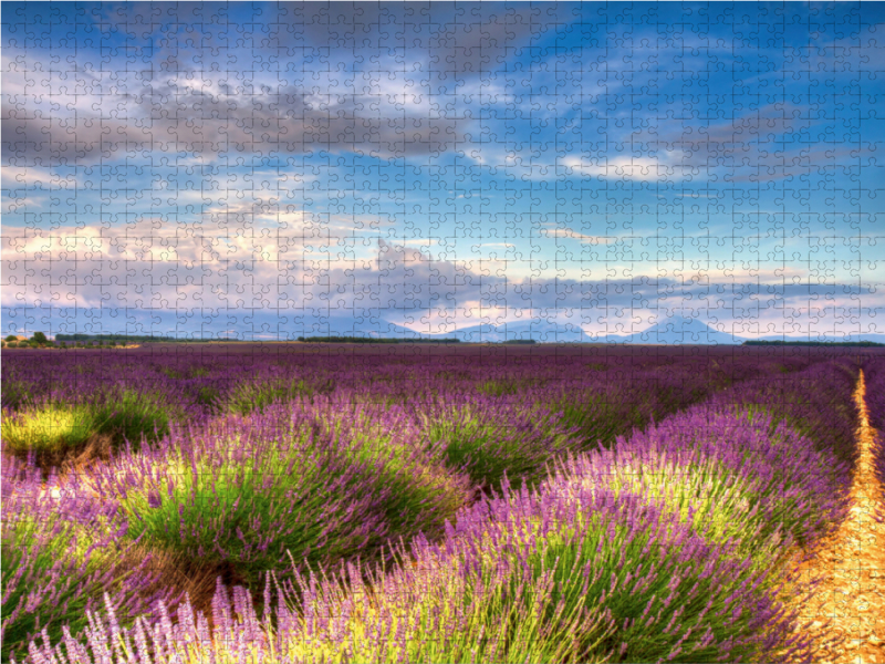 Lavendelfelder auf dem Valensole Plateau im Sommer