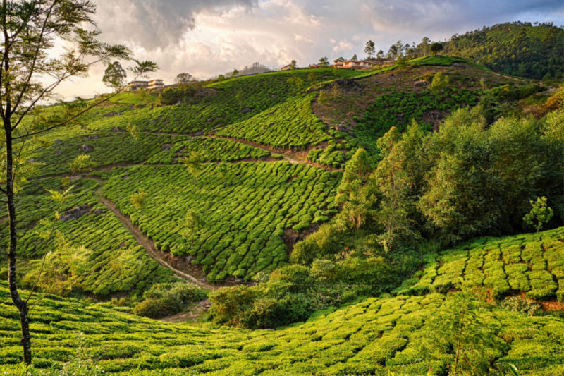 Teeplantage, Munnar, Kerala