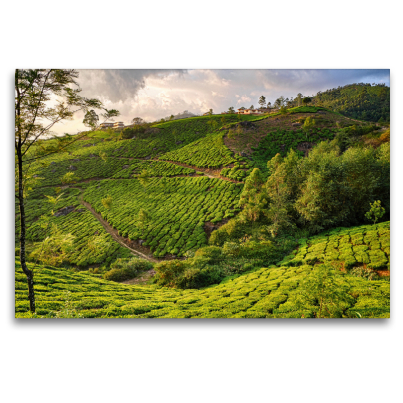 Teeplantage, Munnar, Kerala