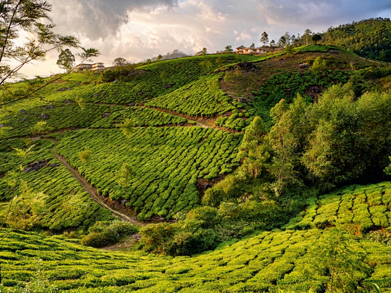 Teeplantage, Munnar, Kerala