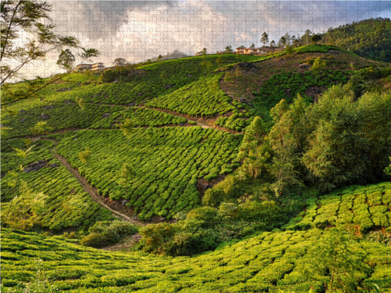 Teeplantage, Munnar, Kerala