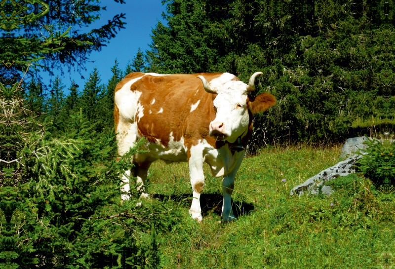 Kuh auf der Alm