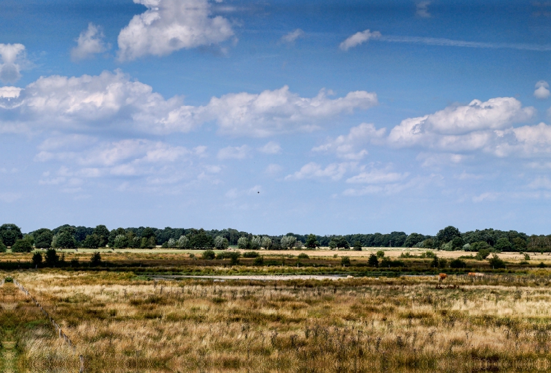 Dingdener Heide