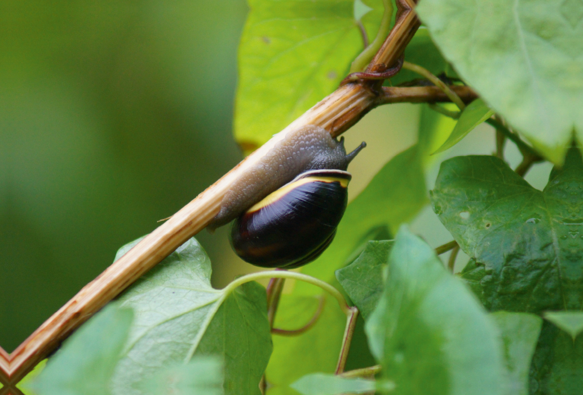 Schnecke on Tour