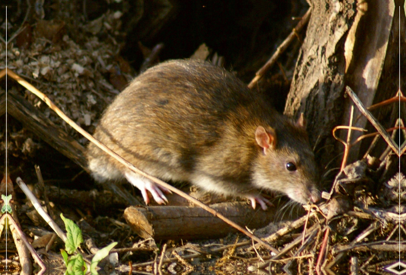 Wanderratte (Rattus norvegicus)