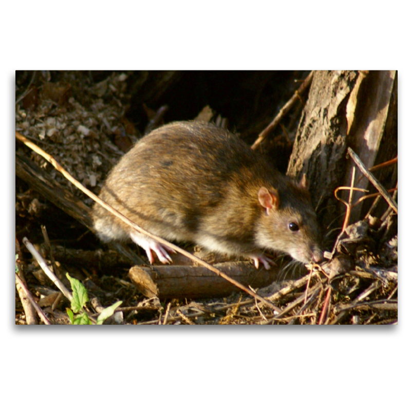 Wanderratte (Rattus norvegicus)