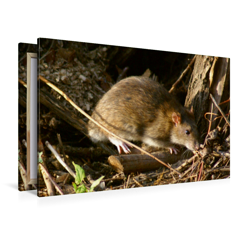 Wanderratte (Rattus norvegicus)