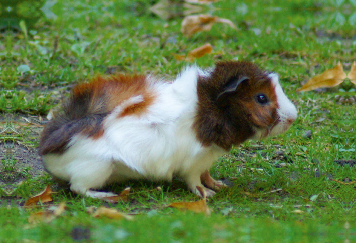 Rosettenmeerschweinchen Baby