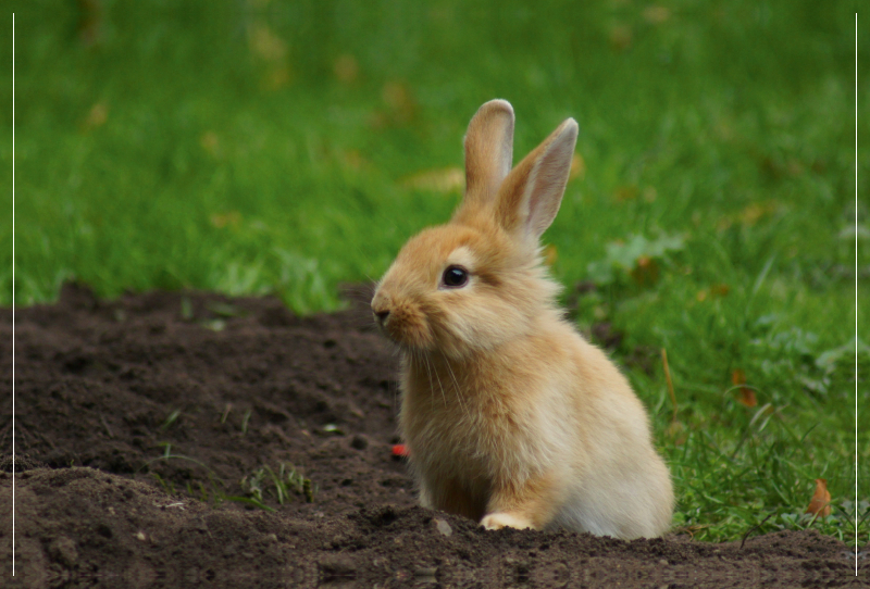 Braunes Zwergkaninchen