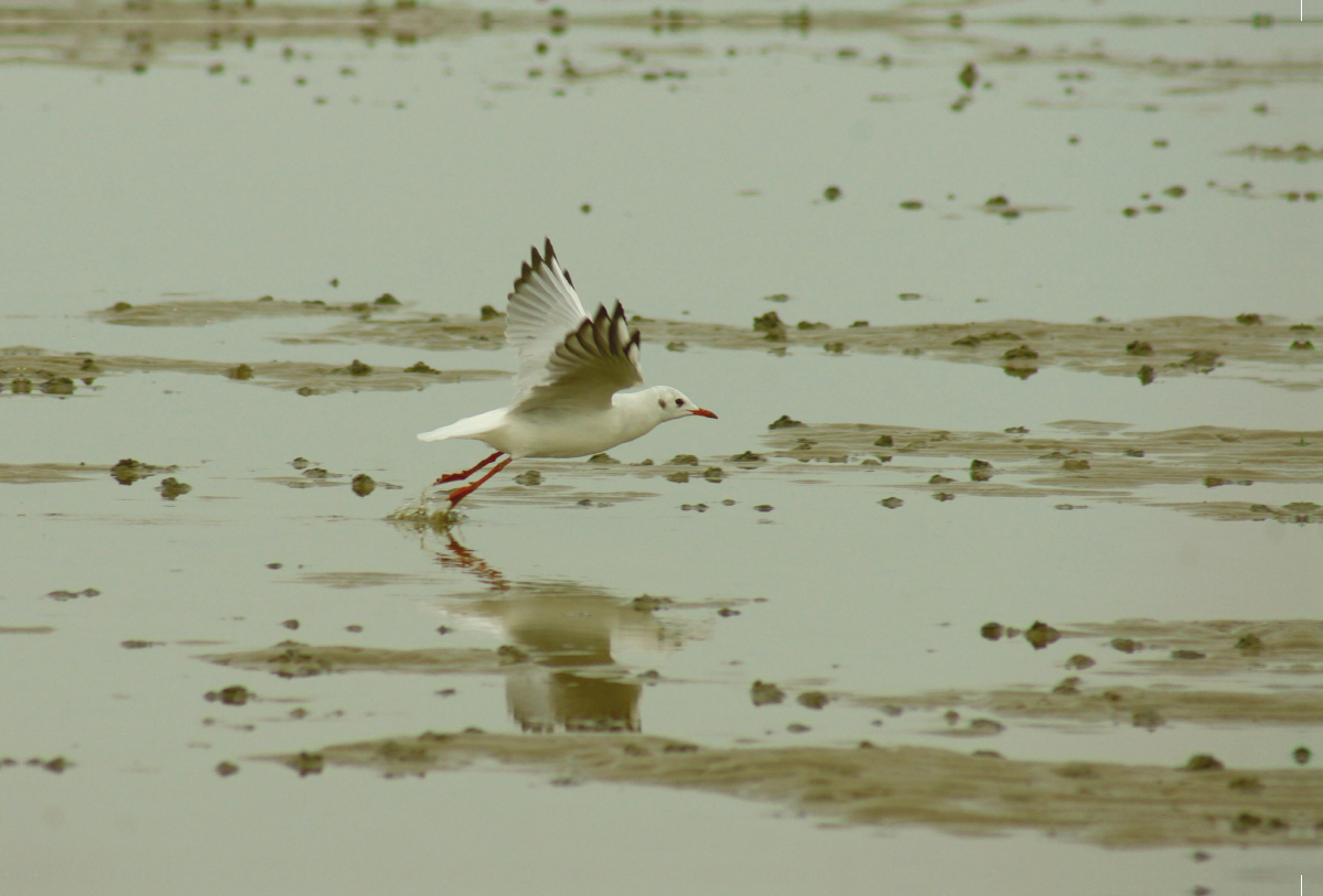 Möwe übern Wattenmeer