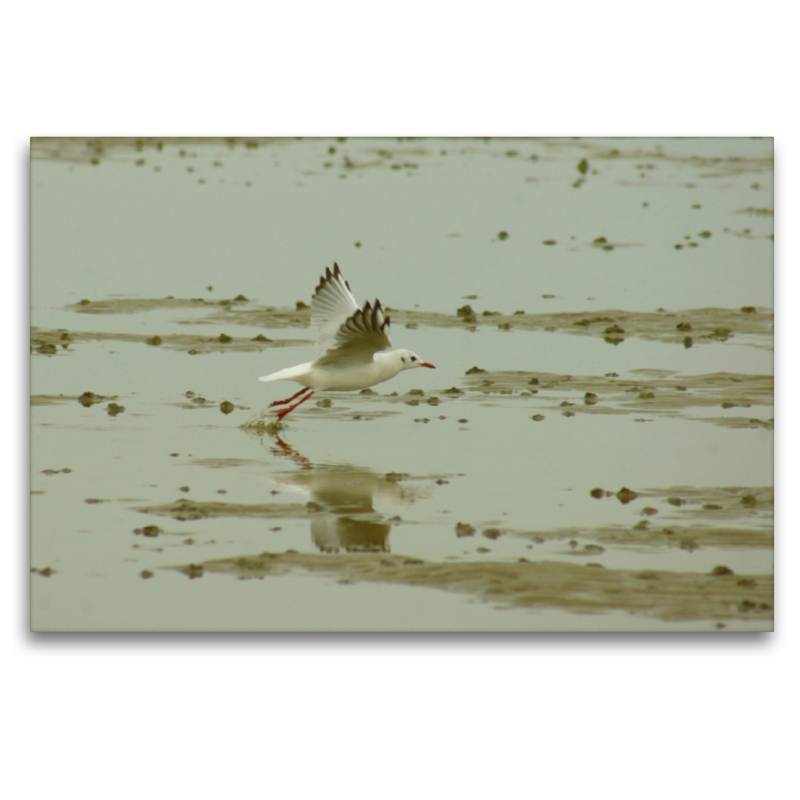 Möwe übern Wattenmeer