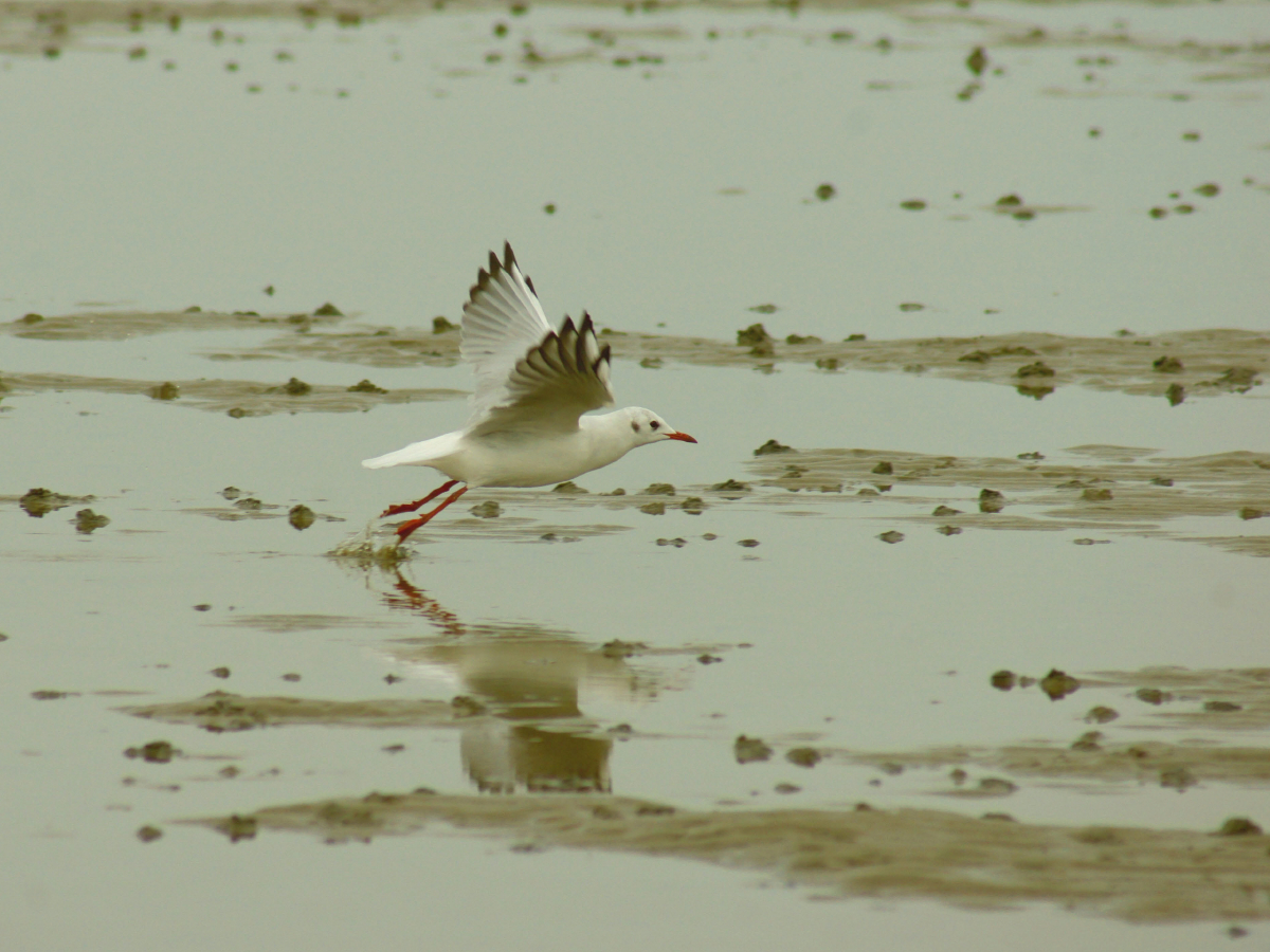 Möwe übern Wattenmeer