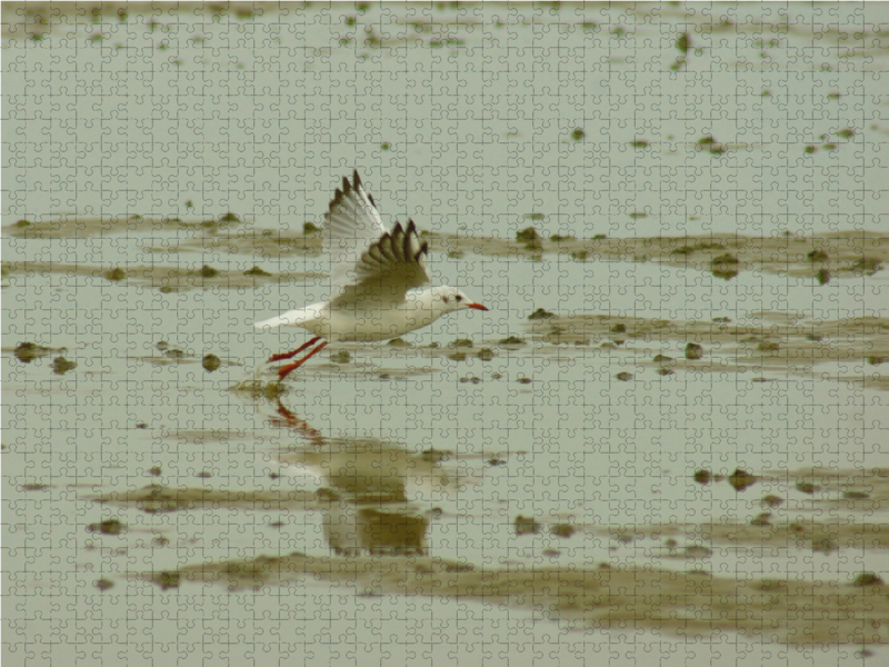 Möwe übern Wattenmeer