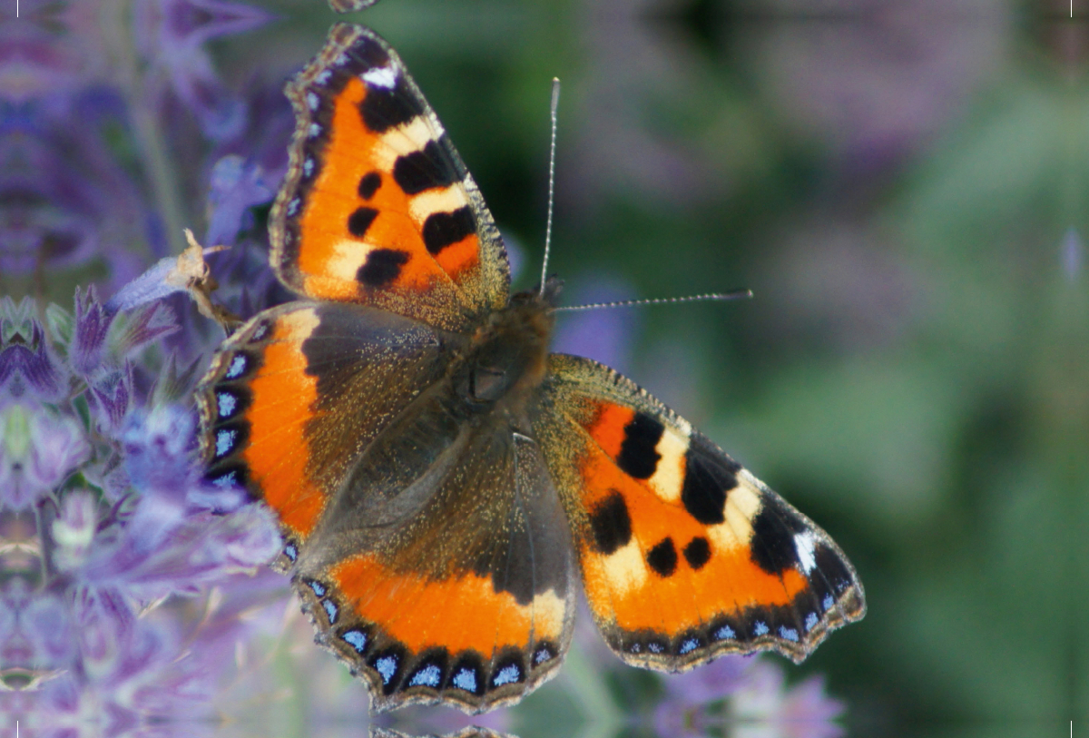 Kleiner Fuchs (Aglais urticae)