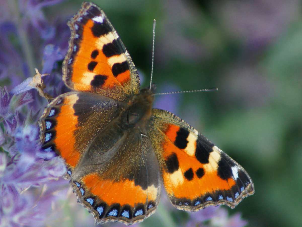 Kleiner Fuchs (Aglais urticae)