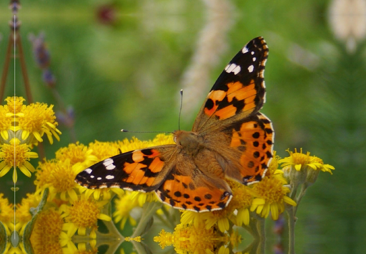 Distelfalter (Vanessa cardui)