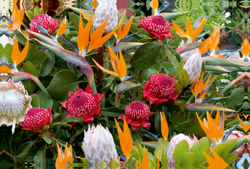 Paradiesvogelblumen - Zuckerbüsche (Protea)