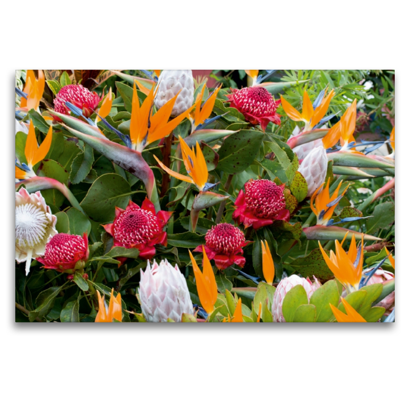 Paradiesvogelblumen - Zuckerbüsche (Protea)