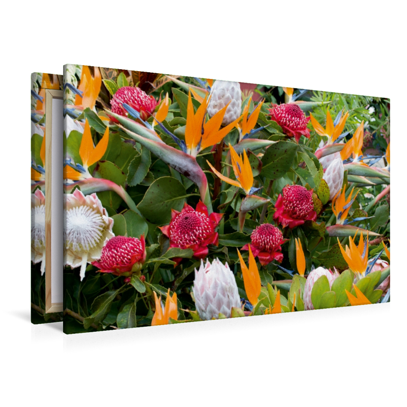 Paradiesvogelblumen - Zuckerbüsche (Protea)