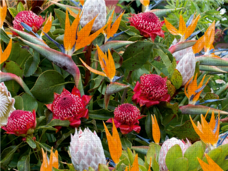 Paradiesvogelblumen - Zuckerbüsche (Protea)