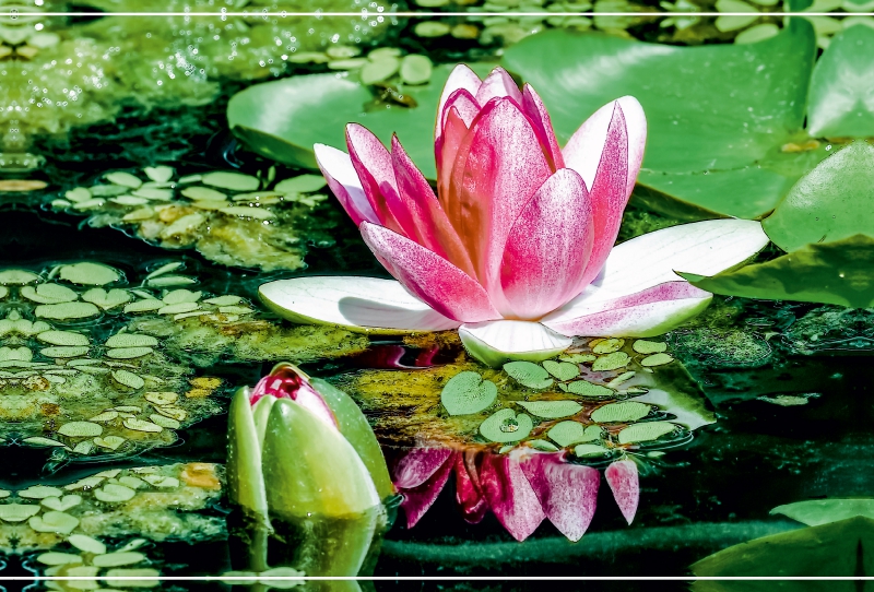 Nymphaea colorata Ait ssp. tuberosa 'Maxima'