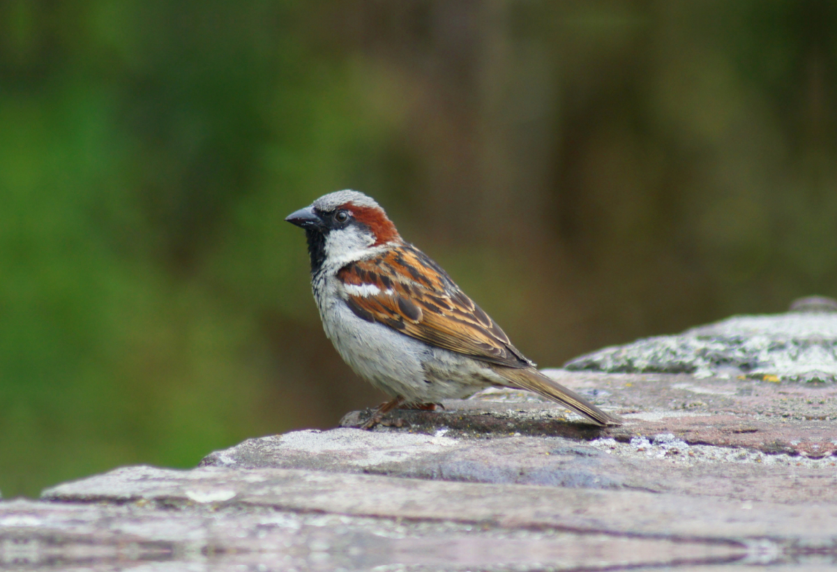 Spatz auf der Mauer